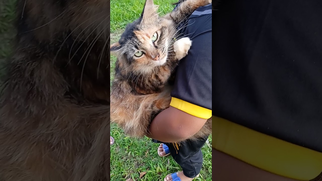 ni lah kucing gebus tu || kucing jiran || comel gebu gebas🐈🥰