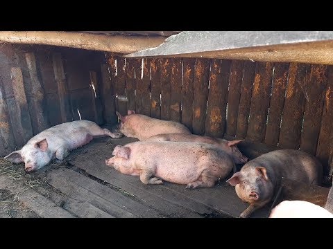 Видео кормление свиней в домашних условиях