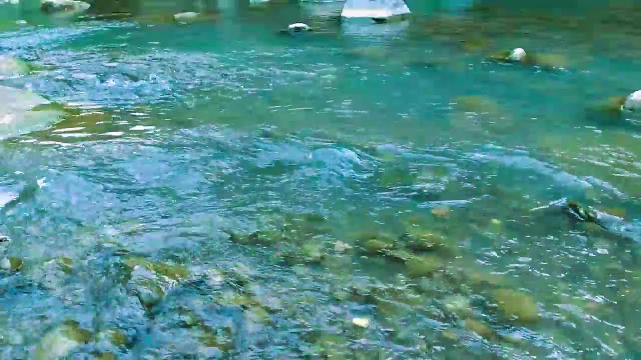 Peaceful Forest Stream , Relaxing Nature Sounds, Healing Sound, Forest Ambience🌿