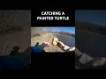 Catching a painted turtle