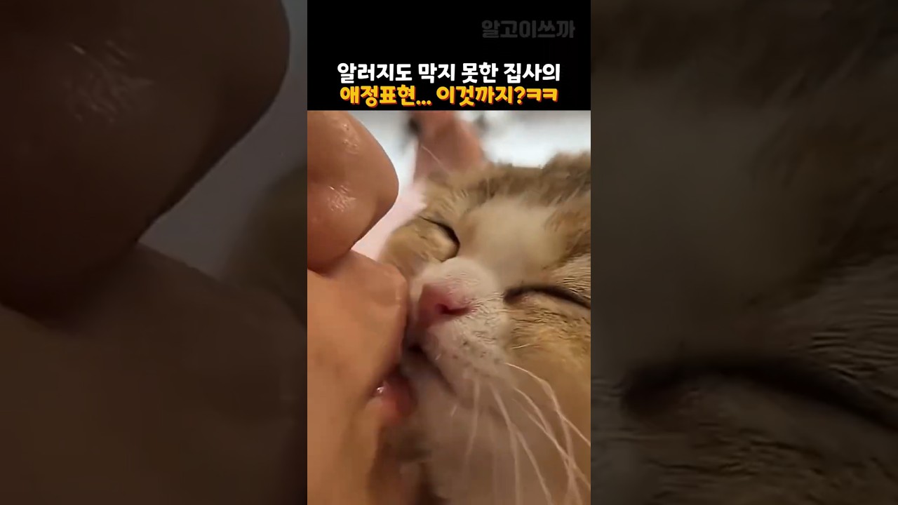 알러지도 막지 못한 집사의 애정표현... 어디까지 하나 봤더니ㅋㅋ