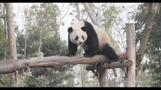 Conoce a Jin Xi y Zhu Yu, la futura pareja panda de Zoo Madrid