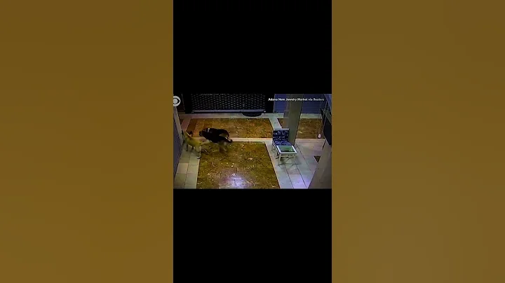 Watch the video about Mother Cat is Gangster #cats #cats food #shorts #cute cats