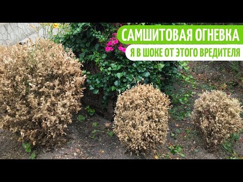 САМШИТ ТЕПЕРЬ В БОЛЬШОЙ ОПАСНОСТИ. Мои цветы. Мой опыт.