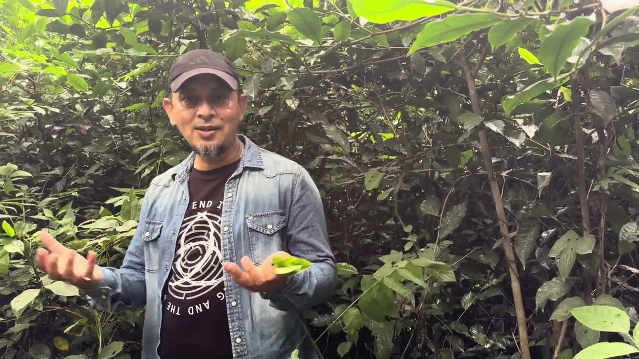 Growing Assam Tea naturally as Tea Trees in a Tea jungle.