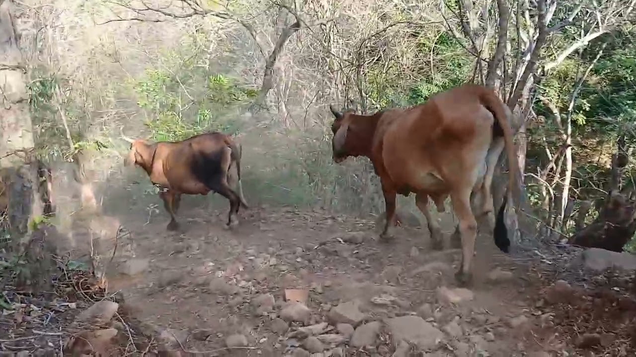 Hoy fuimos a cambiar de potrero alganado para vacunarlo 