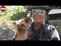 CAUGHT ON CAMERA: Firefighters rescued Yorkie trapped under deck