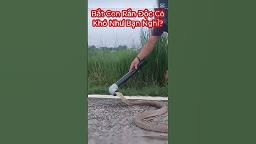 Kỷ Năng Thượng Thừa Bắt Rắn Hổ Mang Cực Độc Của Anh Tây Lông Lá #shorts #snake #randoc
