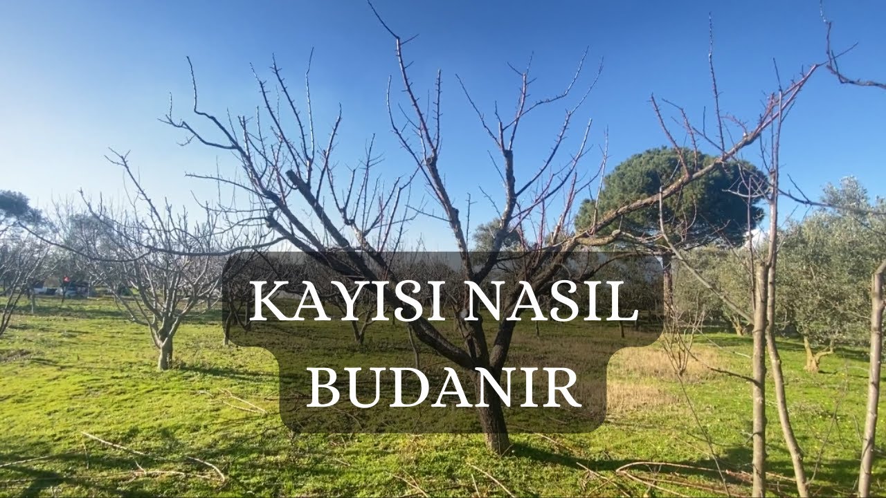 Kayısı Budama - Kayısı (Alyanak) Nasıl Budanmalı?