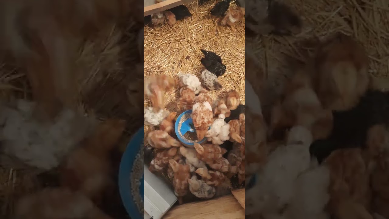 Домінант Д109, GS 902, Мастер Грей. місячні курчата 18.02.26р.