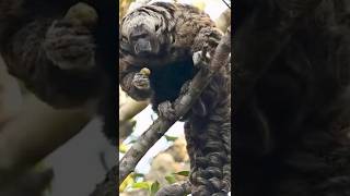 Is The Amazon Hiding New Predator Species?