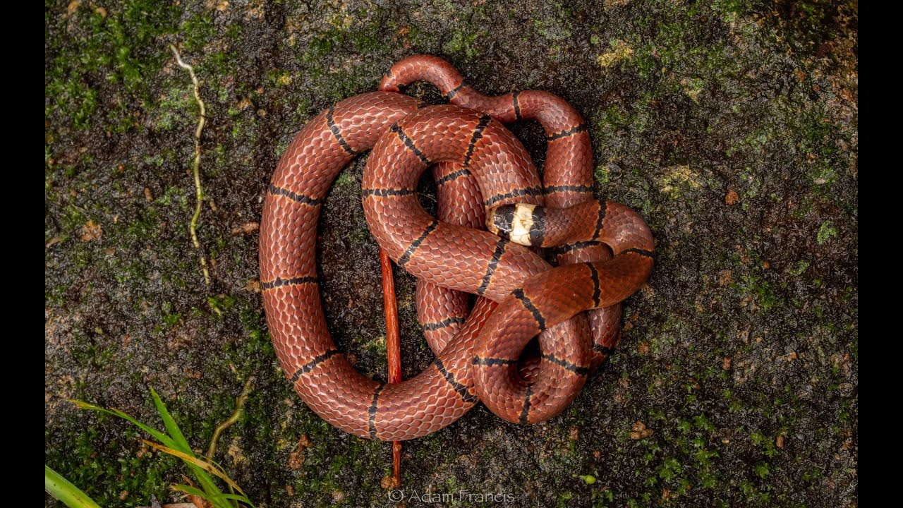 video editing software free MacClelland's Coral Snake