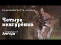 Четыре кенгурёнка в Ленинградском зоопарке!