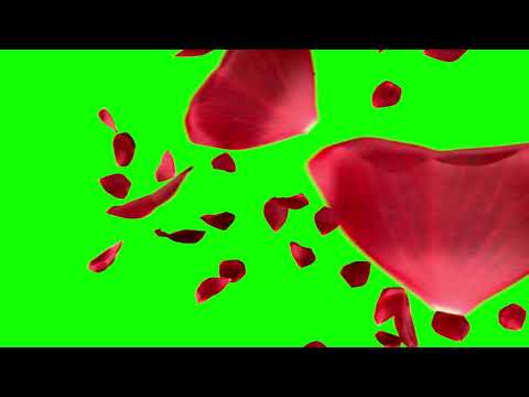 [4K] Floating Rose Petals Transition - Green Screen