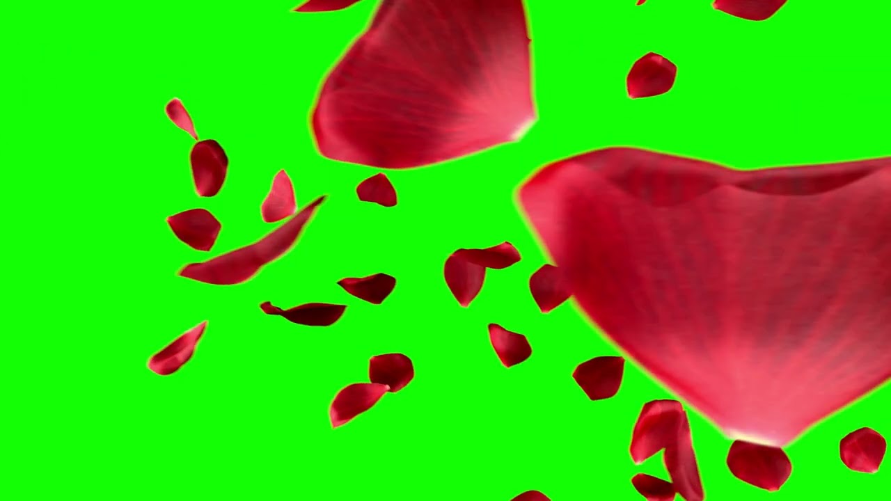 [4K] Floating Rose Petals Transition - Green Screen