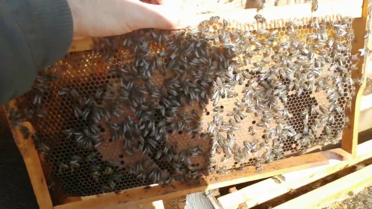 فحص خلية متوسطة مع نهاية فيفري. تطبيق التوسع الأفقي. إضافة إطار من العسل