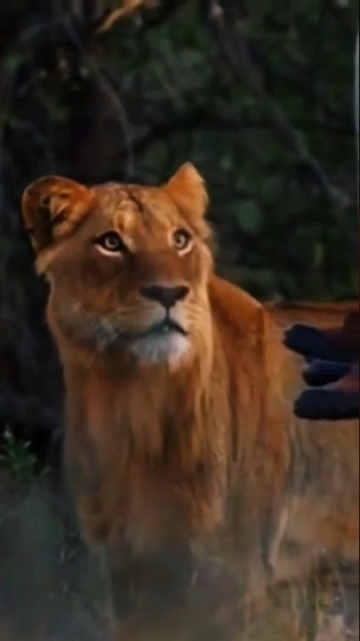 #salamaleykum #memes #viral #video #viralshorts #mut #shomikoron #lion