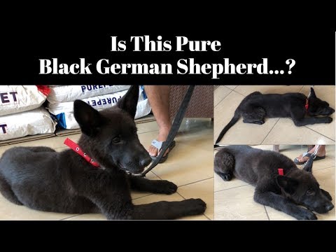 puppy paradise Is This Pure Black German Shepherd...?