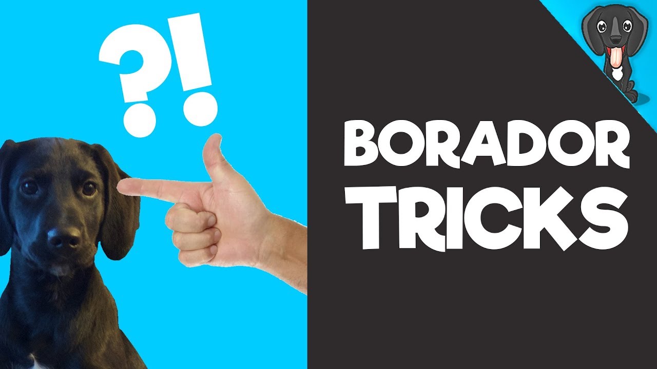 Borador Tricks - Teach Your Borador these 4 SIMPLE Tricks