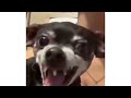 Funny Dog Laughing Meme Template