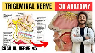 Trigeminal Nerve Anatomy Fifth Cranial Nerve Anatomy Maxillary Nerve Anatomy