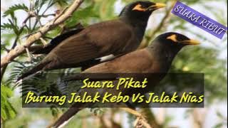 Suara Ribut Burung Jalak Nias VS Jalak Kebo, Ampuh Untuk Pancingan Dan Pikat