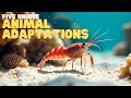Unique Animal Adaptations Quiz