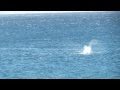 Spinner Dolphins I saw at the Elecrtic Beach in Oahu Hawaii HD Video