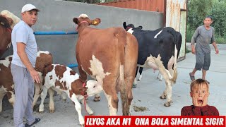 ‼️ Ilyos Akani Fermasi Eng Sara Tayyor Sigirlar 