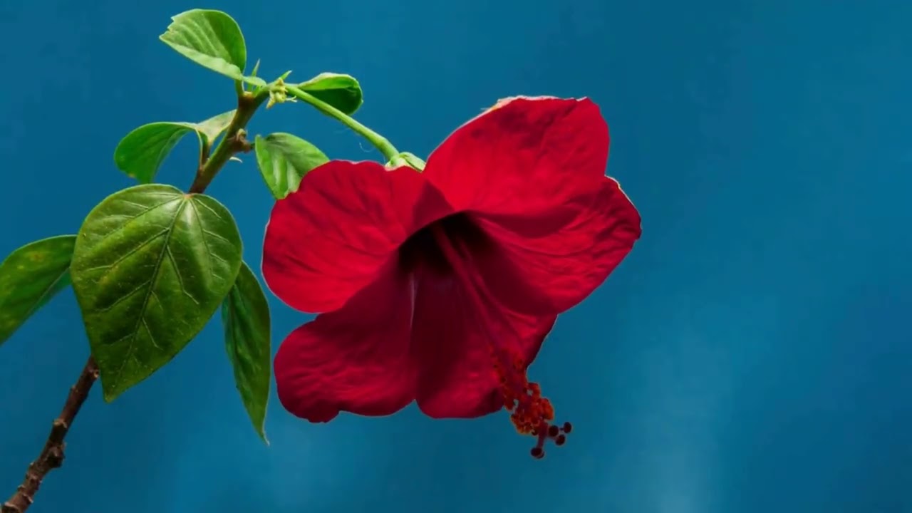 How to Use the Body Pendulum for Intuition, Energy Alignment & Nervous System Balance