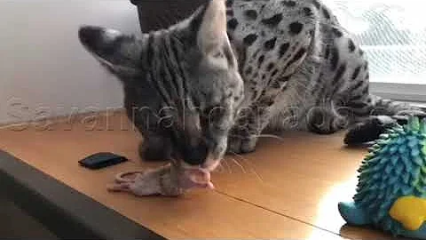 Video 1002921: serval savannah kittens, f1 savannah, savannah girl, sweet savannah, little savannah, kitten loud