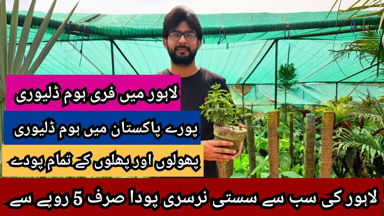 Cheapest Plants Nursery in LahoreAll Flowering, Fruits and Vegetable