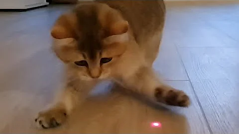 Video 8455931: british shorthair cat, cute little kitty, cat belle, cat hunting