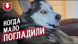 Когда слишком мало гладил пса