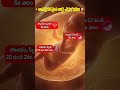 Baby Growth Stages During Pregnancy #pregnancyjourney #babygrowth #ytshorts #teluguhealthtips