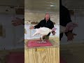 Minnesota farmer's turkeys will be pardoned at the White House