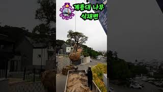 계룡시 소나무 식재편... #소나무 #명품소나무 #향나무  #공작단풍 #반송 #주목 #형제농원 #팽나무 #조경수 #정원수 #조경인테리어 #관상수