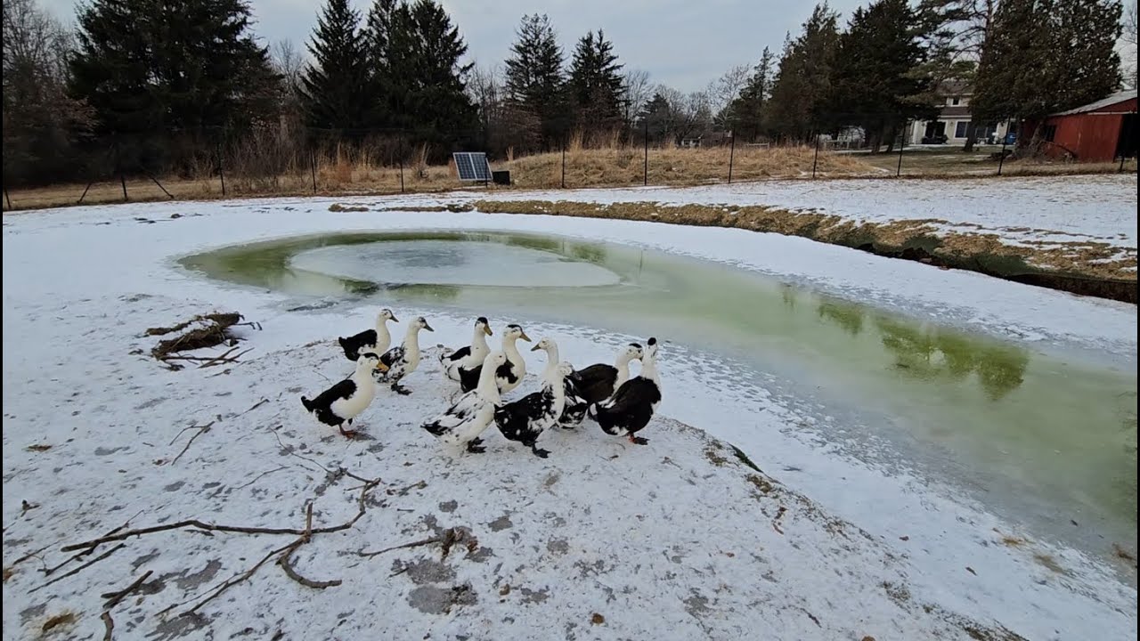 A Winter Miracle at the Pond YouTube