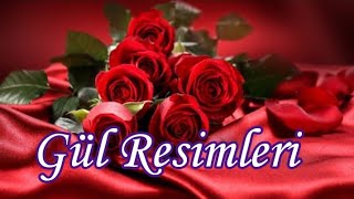 En Güzel Gül Resimleri