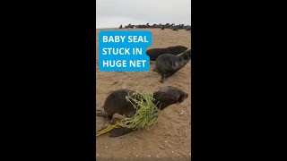 Rescuers Save A Baby Seal From A Huge Net