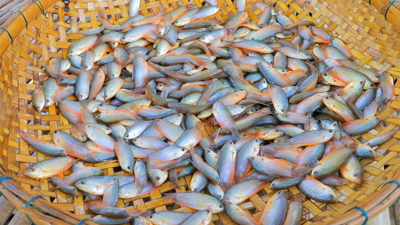 Best Village Food Cooking Baby Fish Baked in Banana Leaves 😋
