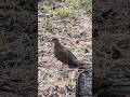 morning dove #birds #morningdove #paloma #sabanera