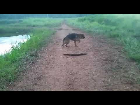 Dog Bites Electric Eel Youtube