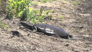 Softshell turtle lays eggs