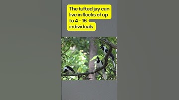 The Tufted Jay is Found! | On This Day