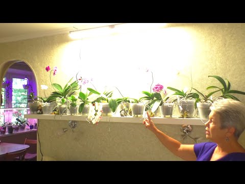 Βίντεο: Πώς να επιλέξετε μια λάμπα λουλουδιών