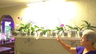 ФИТО Лампа MARS HYDRO / Марс - Гидро.  НОВАЯ ЛАМПА - НОВЫЕ ПОЛКИ для Орхидей с длинными цветоносами.