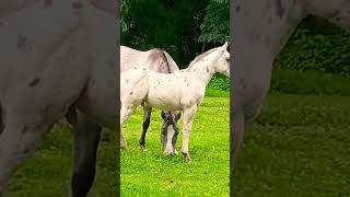 chulada de potrillo algo que se está sacando en zacapu michoacan