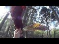 丹沢・雨山・RUN ♪ ~朴葉の落葉~