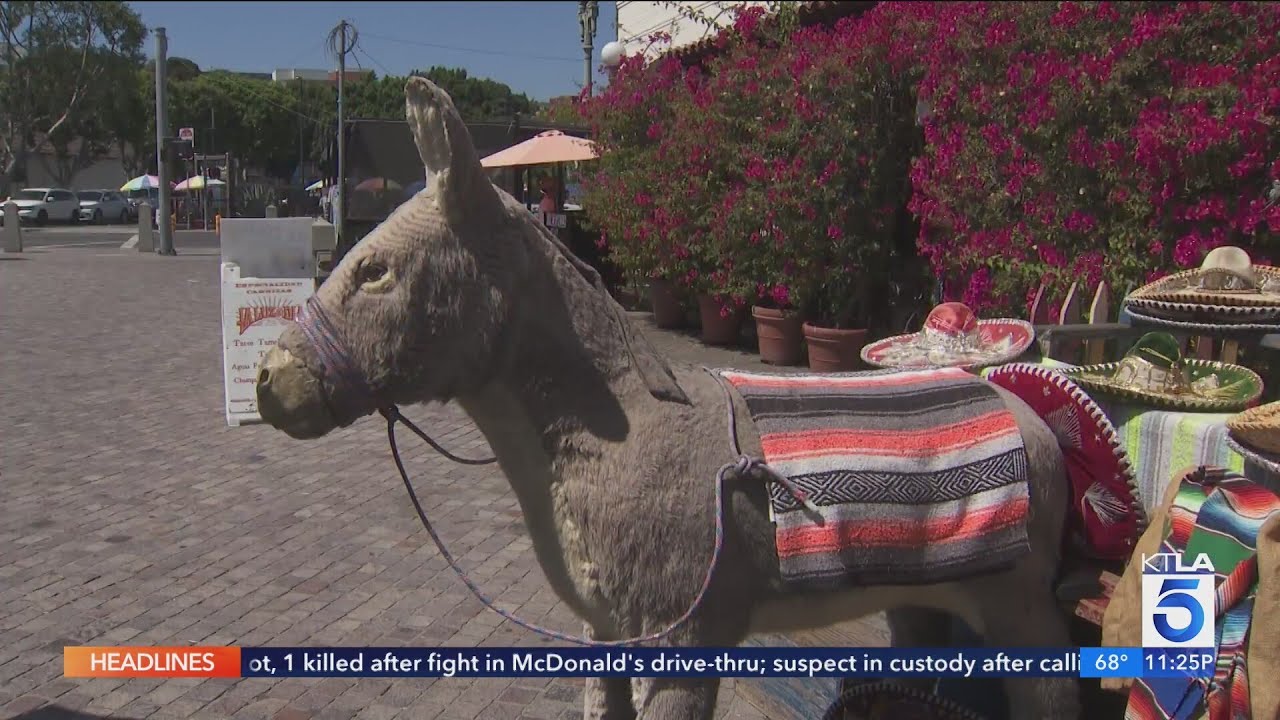 Fight to save the Olvera Street donkey